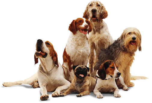 dogs