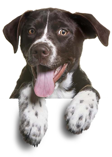 Treat Your Furry Friends to the Best Food in Town!